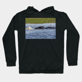 Hippopotamus in the Okavango Delta in Botswana Hoodie